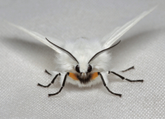 Spilosoma urticae