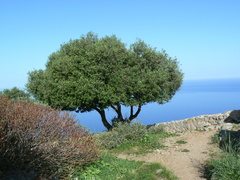 Quercus ilex
