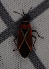 Neacoryphus bicrucis