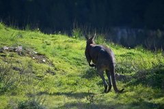 Osphranter robustus erubescens