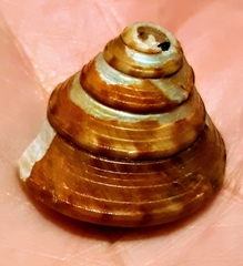 Calliostoma zizyphinum