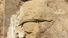 Chalcides bedriagai