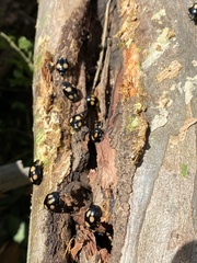 Paropsisterna sexpustulata