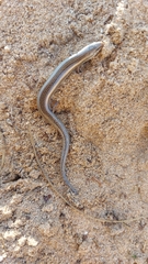 Chalcides bedriagai