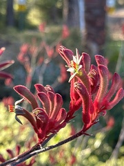 Anigozanthos humilis
