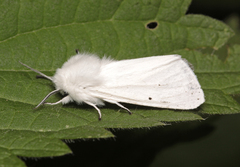 Spilosoma urticae