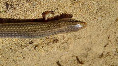 Chalcides bedriagai