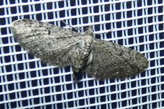 Eupithecia abbreviata