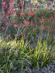 Anigozanthos humilis