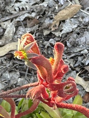 Anigozanthos humilis