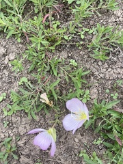 Oenothera speciosa