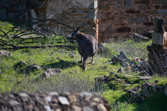 Osphranter robustus erubescens