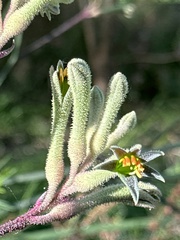 Anigozanthos flavidus