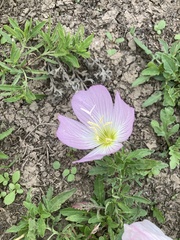 Oenothera speciosa