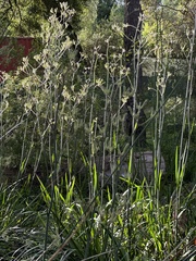 Anigozanthos flavidus