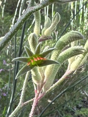 Anigozanthos flavidus
