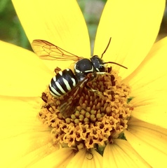 Paranthidium jugatorium