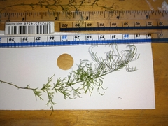 Polyphlebium capillaceum