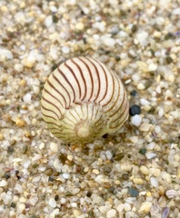 Amoria zebra