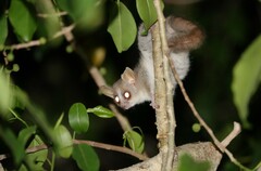 Microcebus murinus