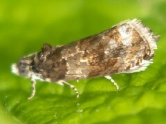 Olethreutes appendiceum