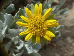 Berkheya cuneata