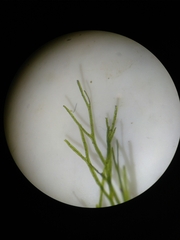 Polyphlebium capillaceum