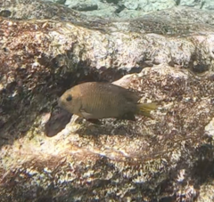 Microspathodon chrysurus