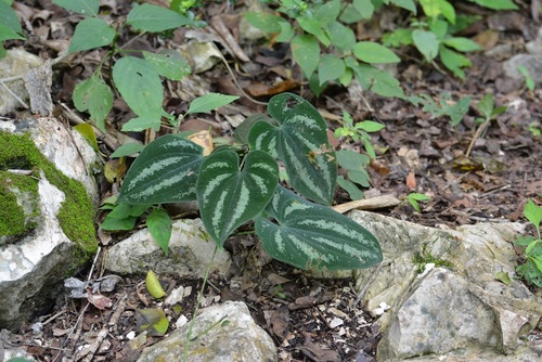 Dioscorea cyanisticta (Dioscorea cyanisticta)