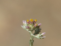 Helichrysum asperum