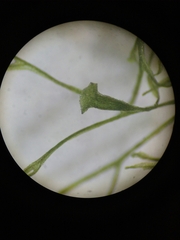 Polyphlebium capillaceum