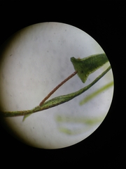 Polyphlebium capillaceum