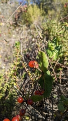 Lonicera hispidula