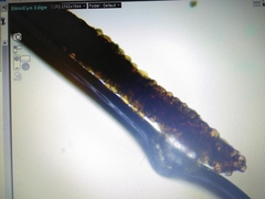 Polyphlebium capillaceum