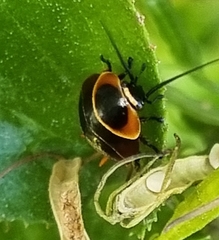 Ellipsidion