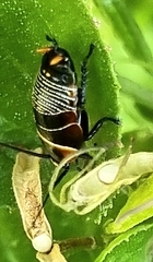 Ellipsidion