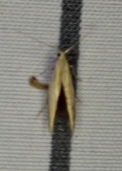 Gelechiidae