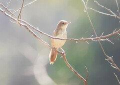 Cincloramphus timoriensis