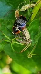 Ellipsidion