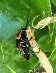 Ellipsidion