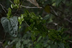 Dioscorea spiculiflora