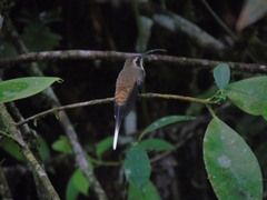 Phaethornis longirostris