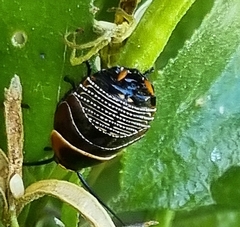 Ellipsidion