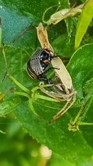 Ellipsidion