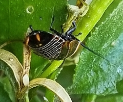 Ellipsidion