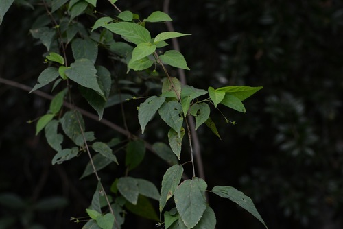 Acalypha chiapensis (Acalypha chiapensis)