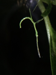 Libethra