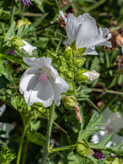 Malva alcea