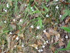 Lobelia erinus