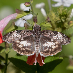 Chiomara georgina